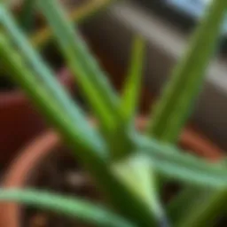 An aloe vera leaf cut for propagation