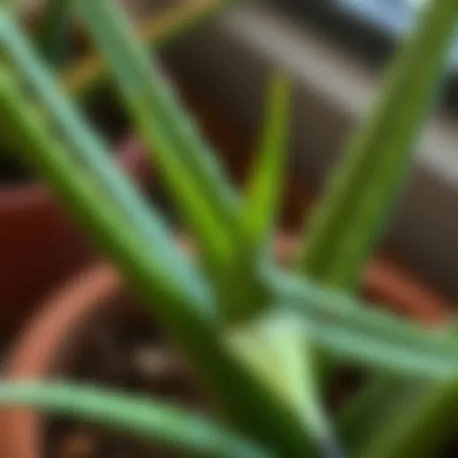 An aloe vera leaf cut for propagation