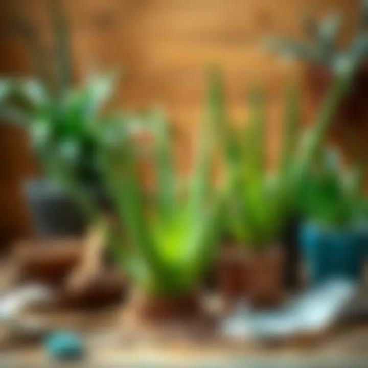 Aloe vera propagation setup with materials