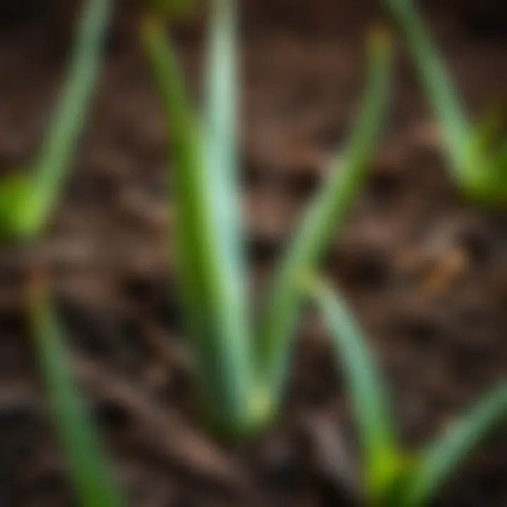 Aloe vera leaves placed in soil for rooting