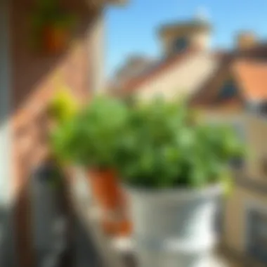 Herbs thriving in balcony pots under sunlight