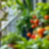 Lush Green Balcony Garden Lush green balcony garden with various vegetables