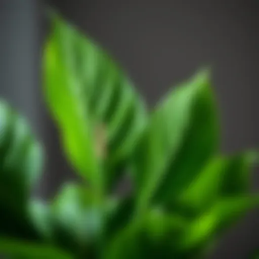 Close-up of Peace Lily leaves showcasing healthy green foliage