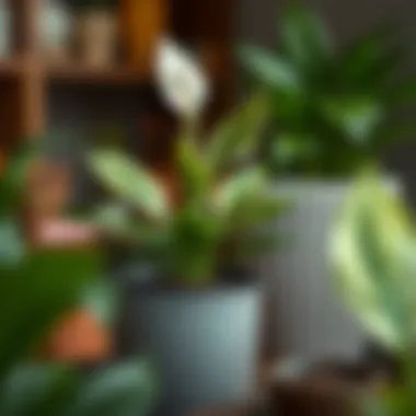 Fertilization techniques for healthy Peace Lily growth