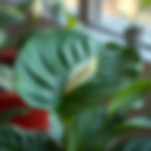 Lush peace lily leaf used for propagation