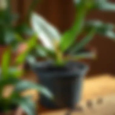 Well-drained potting soil ideal for Peace Lily