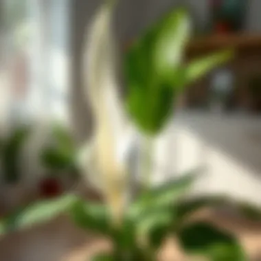 Thriving peace lily plant showcasing successful propagation