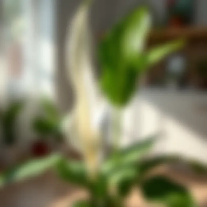 Thriving peace lily plant showcasing successful propagation