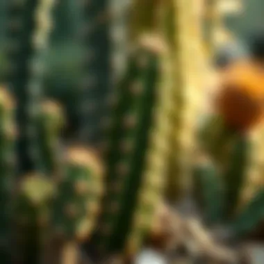 Survival Adaptations in Natural Cactus Habitats A detailed illustration of a cactus's natural habitat, focusing on its survival adaptations