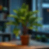 Healthy Cycas plant ready for propagation