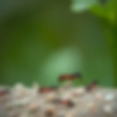 Natural deterrents for ants