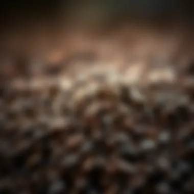 Finely ground coffee beans ready for brewing