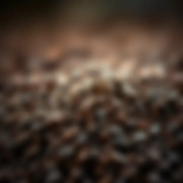 Finely ground coffee beans ready for brewing