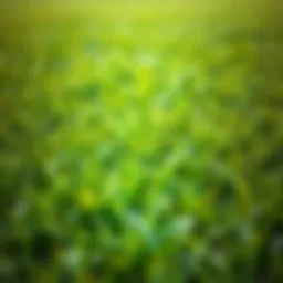 Lush green grass in a well-maintained lawn