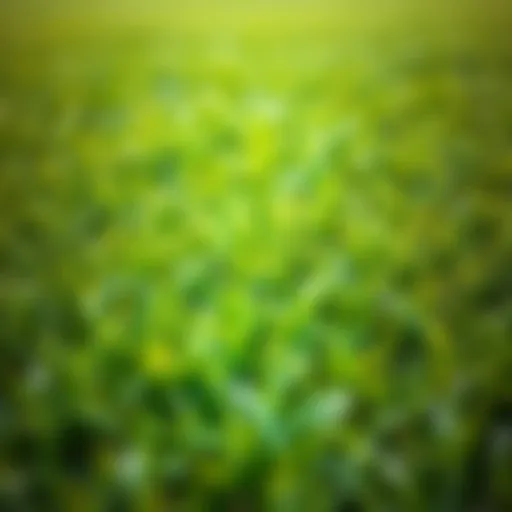 Lush green grass in a well-maintained lawn