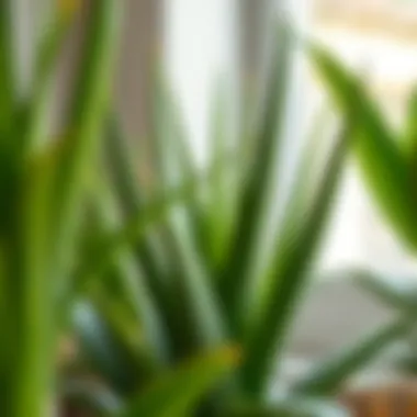 Well-cared aloe vera plant thriving