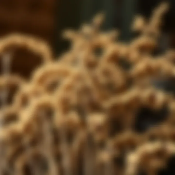 A collection of dried linden flowers arranged elegantly.