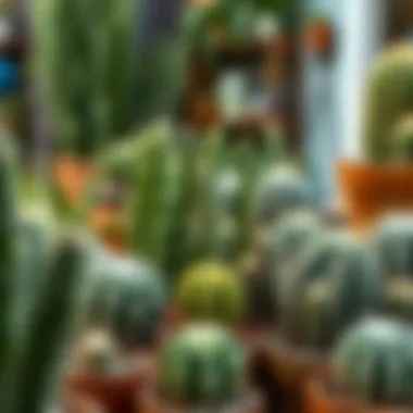 Creative Indoor Cactus Arrangements A beautifully arranged indoor cactus garden, demonstrating creative planting techniques