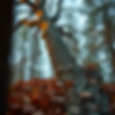 Factors influencing tree fall direction