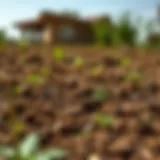 Rich brown soil in agricultural field