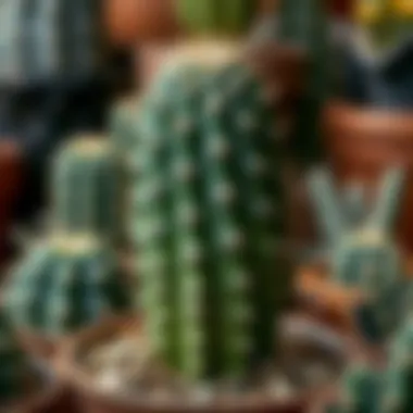 Healthy cactus growth tips