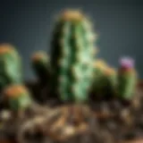 Close-up of cactus roots in soil