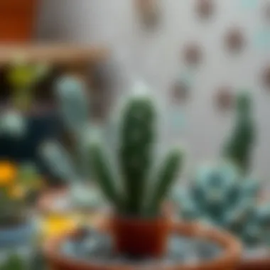 Watering techniques for cacti