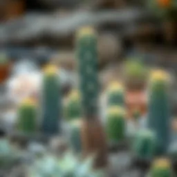 Cactus in a natural environment