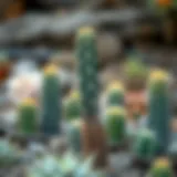 Cactus in Natural Environment Cactus in a natural environment