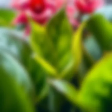 A close-up of healthy plant leaves demonstrating proper care