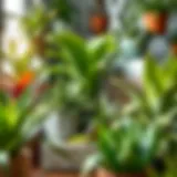 A vibrant indoor plant collection showcasing diverse species