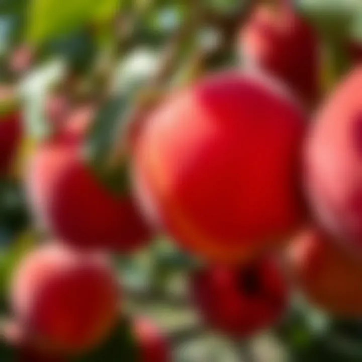 Harvesting Ripe Peaches Ripe peaches ready for harvest from a fruitful tree