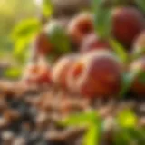 Freshly harvested peach seeds ready for planting