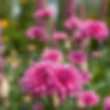 A harmonious blend of pink and purple flowers in a garden setting