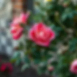 Beautifully pruned rose bush showcasing healthy growth