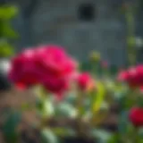 Healthy soil for rose cultivation