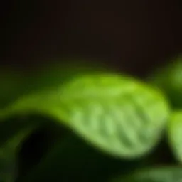 A close-up of a tea leaf showcasing its texture