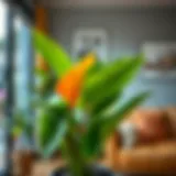 Vibrant leafy indoor plant enhancing living space aesthetics
