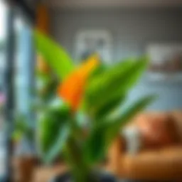 Vibrant leafy indoor plant enhancing living space aesthetics