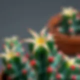 Beautiful star cactus in bloom