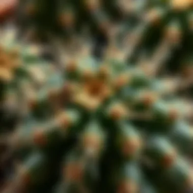 Intricate Details of Star Cactus Spines Close-up of star cactus spines and texture