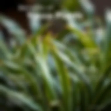 Infographic illustrating the benefits of yucca plants