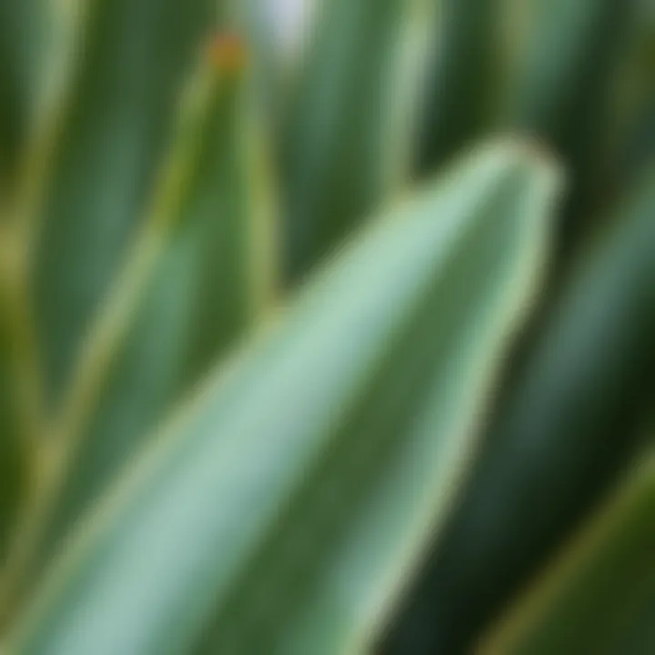 Close-up of yucca leaves showcasing their unique texture