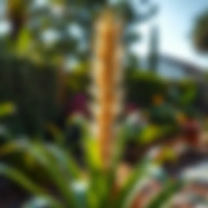 A healthy yucca plant thriving in an outdoor garden