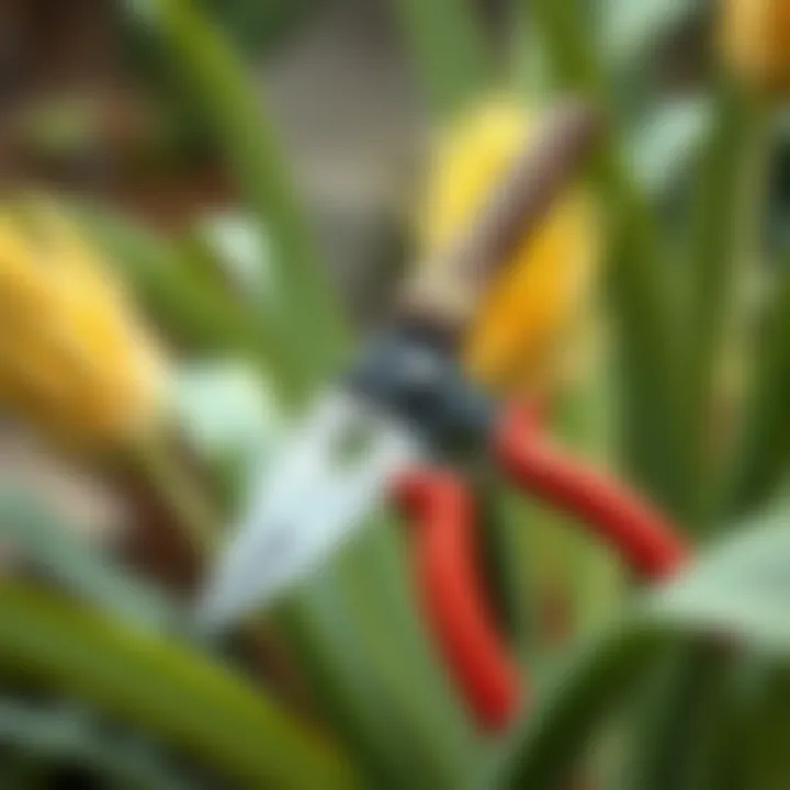 Essential Tools for Yucca Pruning Pruning tools for Yucca care