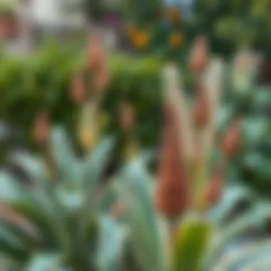 Transformation of Yucca Through Pruning Before and after Yucca pruning