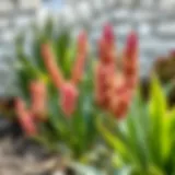 Healthy Yucca plant after pruning