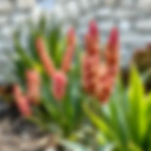 Healthy Yucca plant after pruning