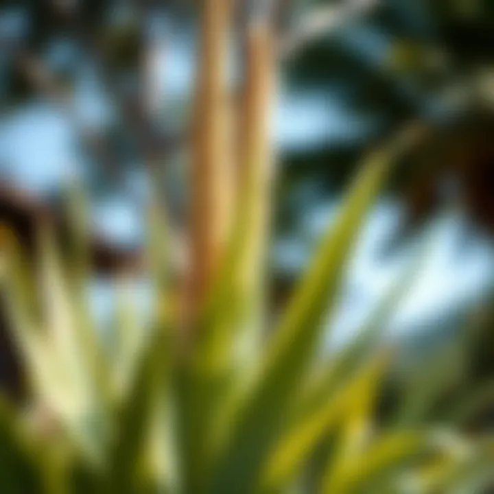 Yucca Plant in Natural Beauty Yucca plant in natural light